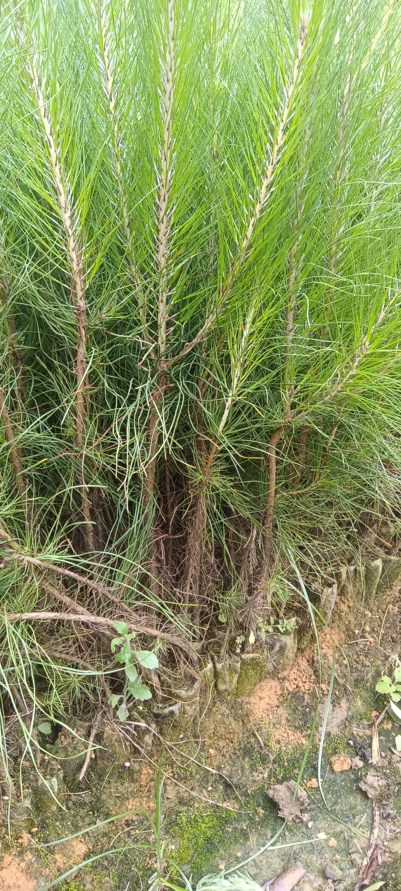 湿地松苗大量上市，一手货源，产地直发，诚信经营，价格美丽