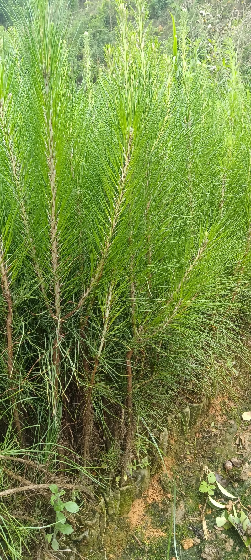 湿地松苗大量上市，一手货源，产地直发，诚信经营，价格美丽