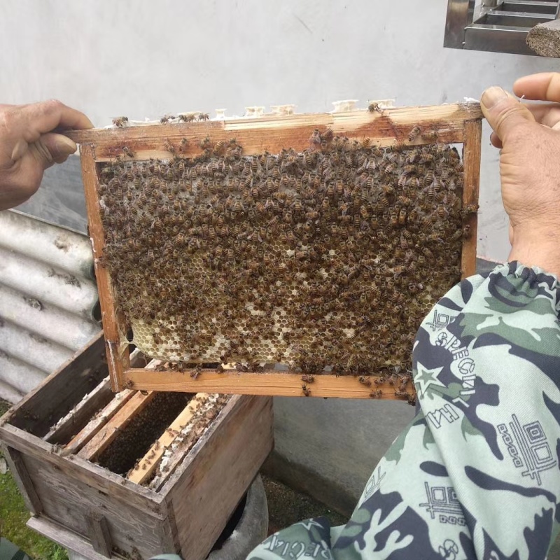 农家自产土蜂蜜不掺糖