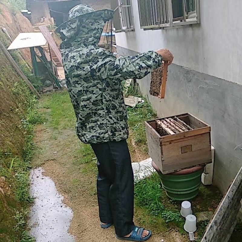 农家自产土蜂蜜不掺糖