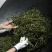 源头古树普洱茶