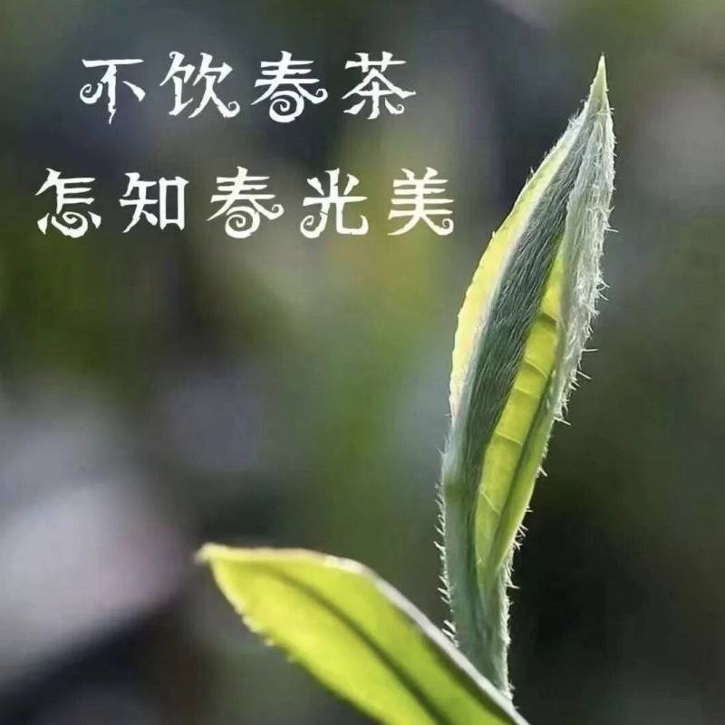 源头古树普洱茶