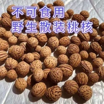 野生山桃核