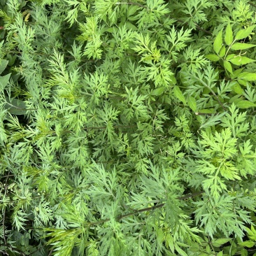 野生艾草，端午节必备，可以泡脚