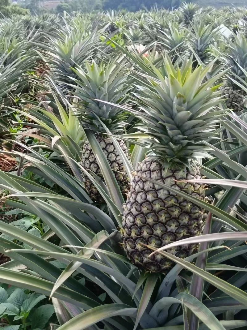 广东精品凤梨产地直发品质好价格低视频看货选货
