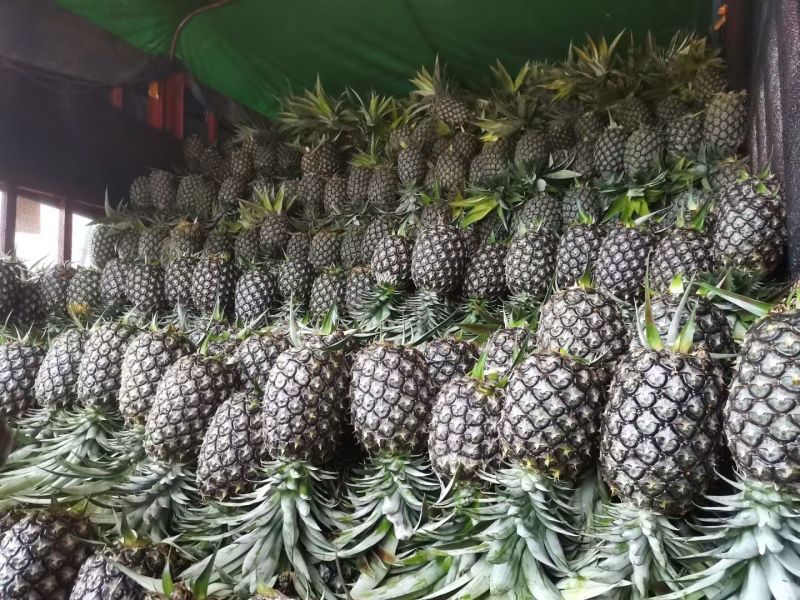 广东精品凤梨产地直发品质好价格低视频看货选货
