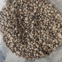 辣木籽干货辣木籽欢迎选购！量大从优！