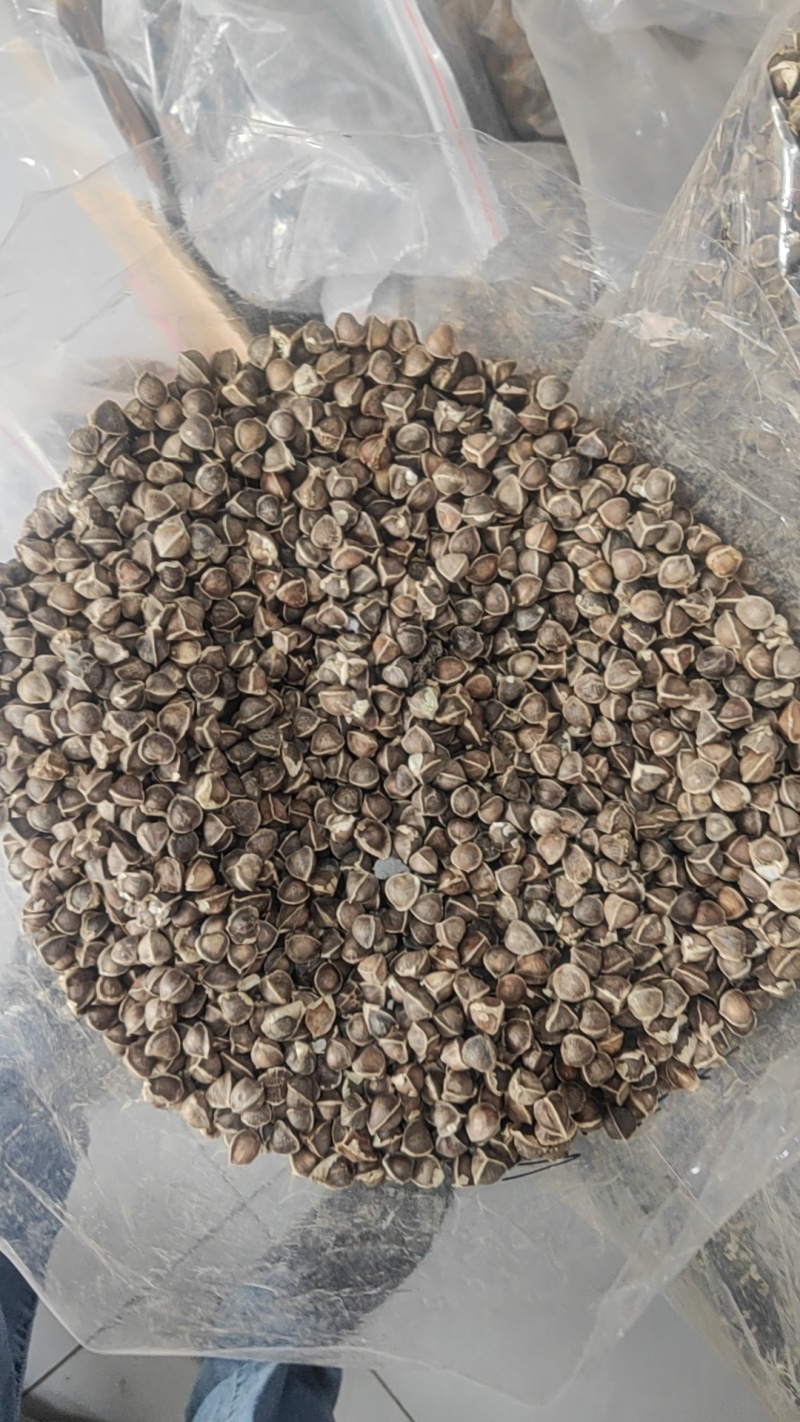 辣木籽干货辣木籽欢迎选购！量大从优！