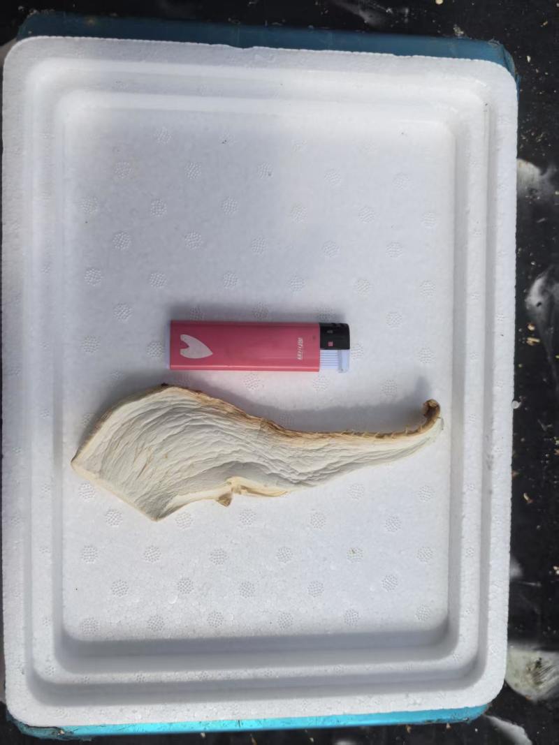 （活动促销）自然晾晒白灵菇干品