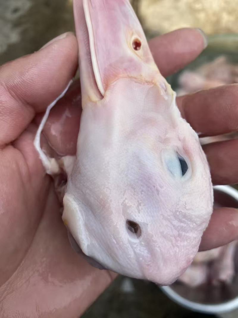 二级鸭头