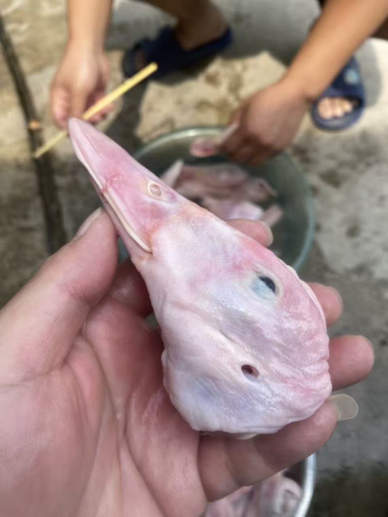 二级鸭头