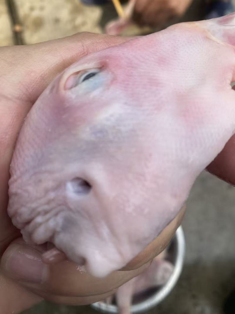 二级鸭头
