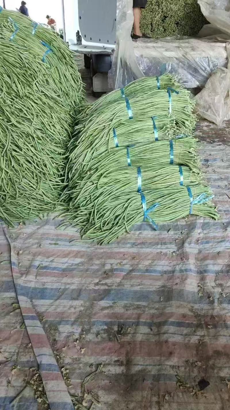 青白条豆角大量有货，要货的老板可视频看货，腌制，烘干都有
