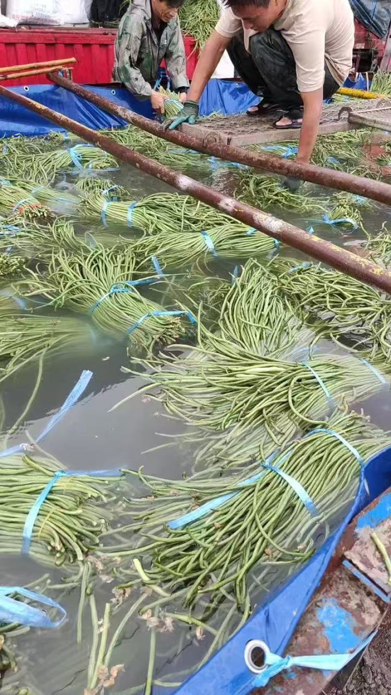 青白条豆角大量有货，要货的老板可视频看货，腌制，烘干都有