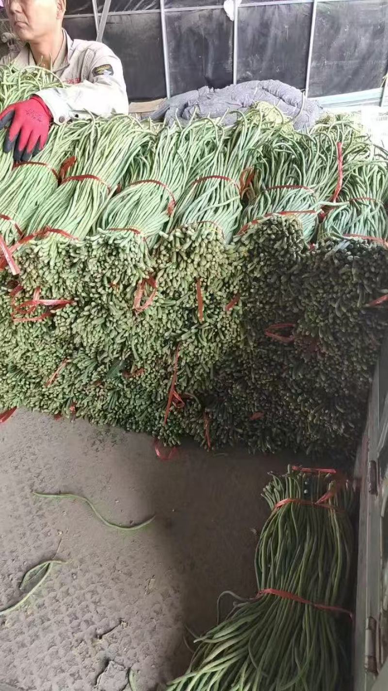 青白条豆角大量有货，要货的老板可视频看货，腌制，烘干都有