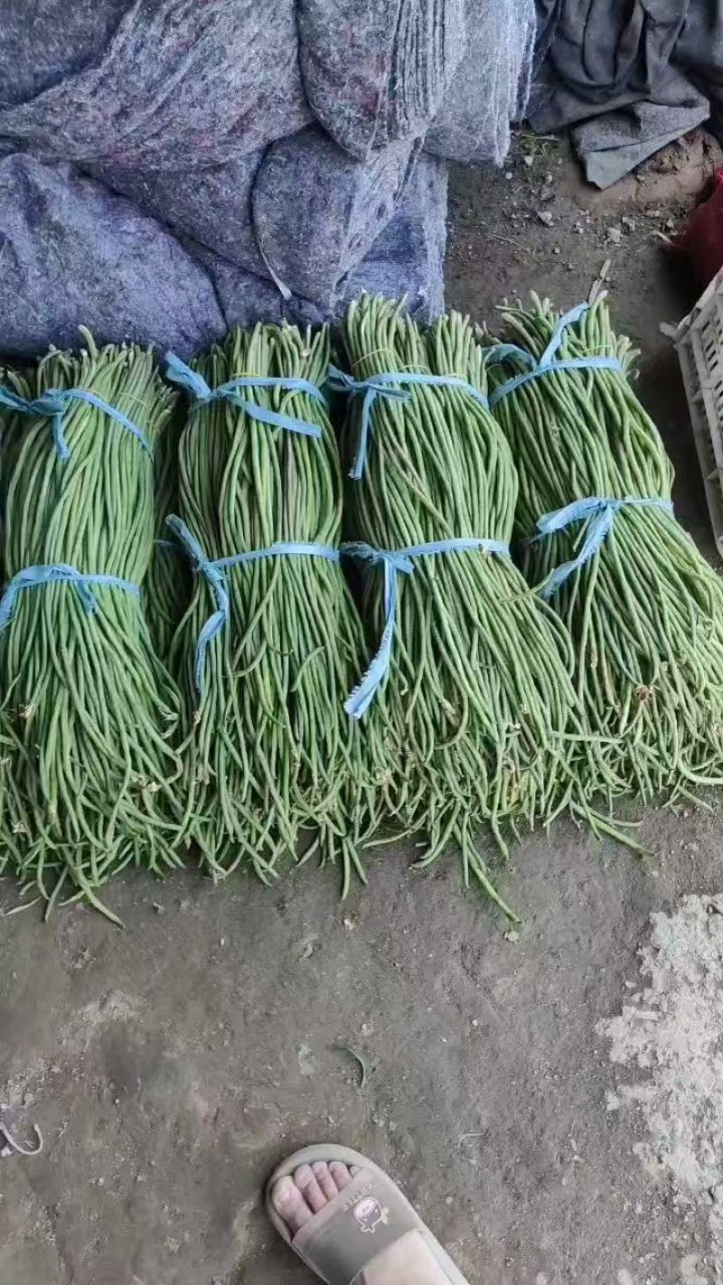 青白条豆角大量有货，要货的老板可视频看货，腌制，烘干都有
