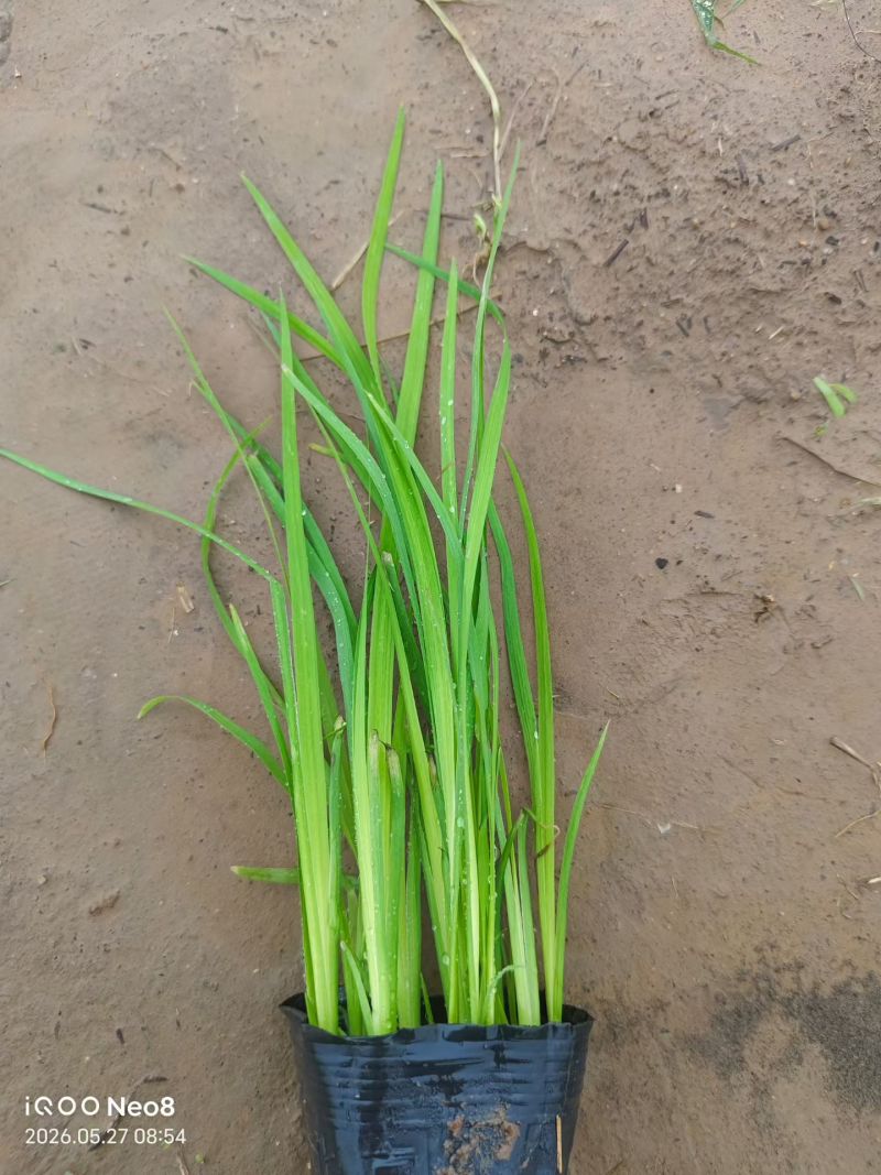黄菖蒲水生鸢尾水生植物河道绿化货源基地
