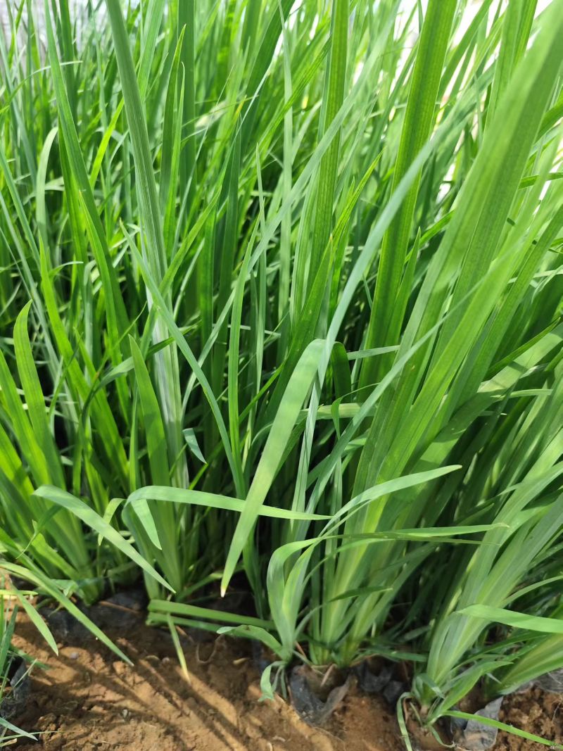 黄菖蒲水生鸢尾水生植物河道绿化货源基地