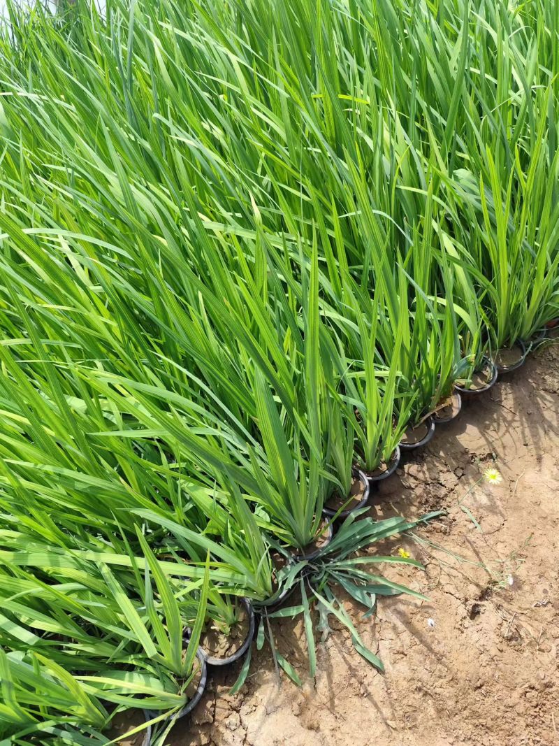 黄菖蒲水生鸢尾水生植物河道绿化货源基地