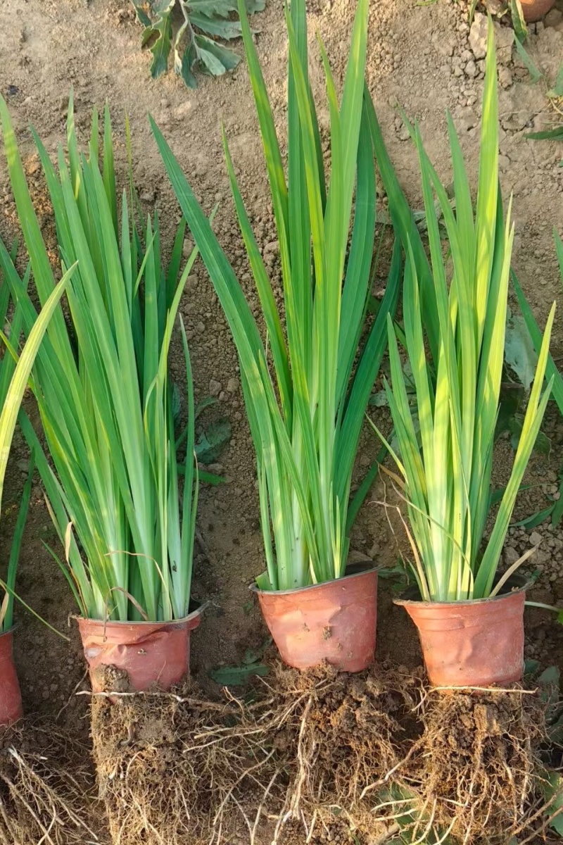 黄菖蒲水生鸢尾水生植物河道绿化货源基地