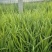 黄菖蒲水生鸢尾水生植物河道绿化货源基地