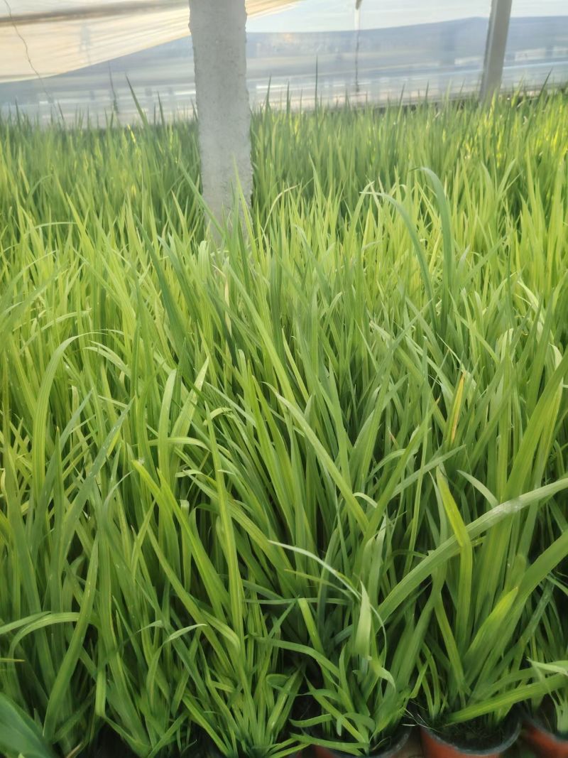 黄菖蒲水生鸢尾水生植物河道绿化货源基地