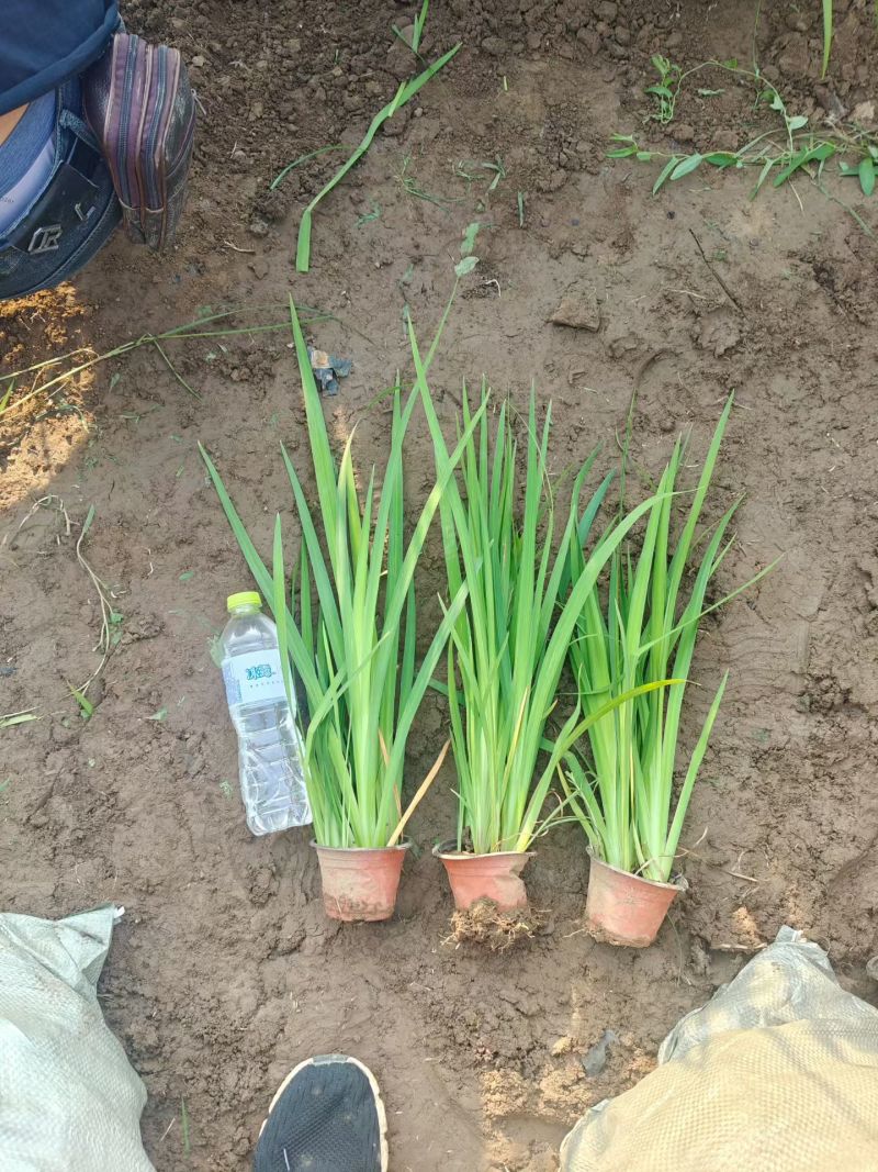 黄菖蒲水生鸢尾水生植物河道绿化货源基地