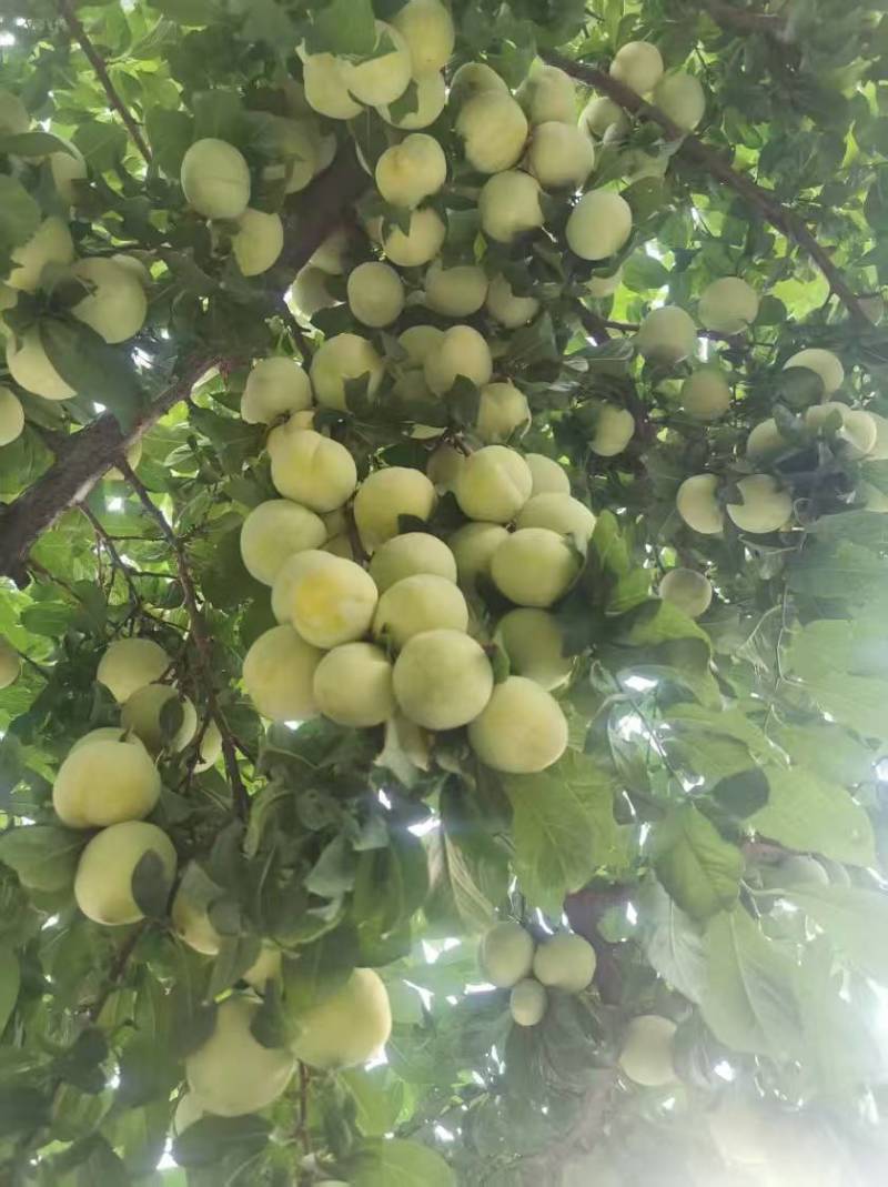 四川桃花李价格美丽质量好清甜可口量大从优欢迎询价热卖