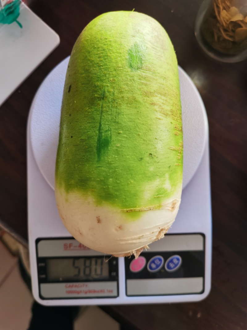 唐萝莉帝王绿三系杂交水果萝卜种子