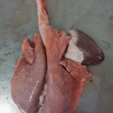 羔羊心肺