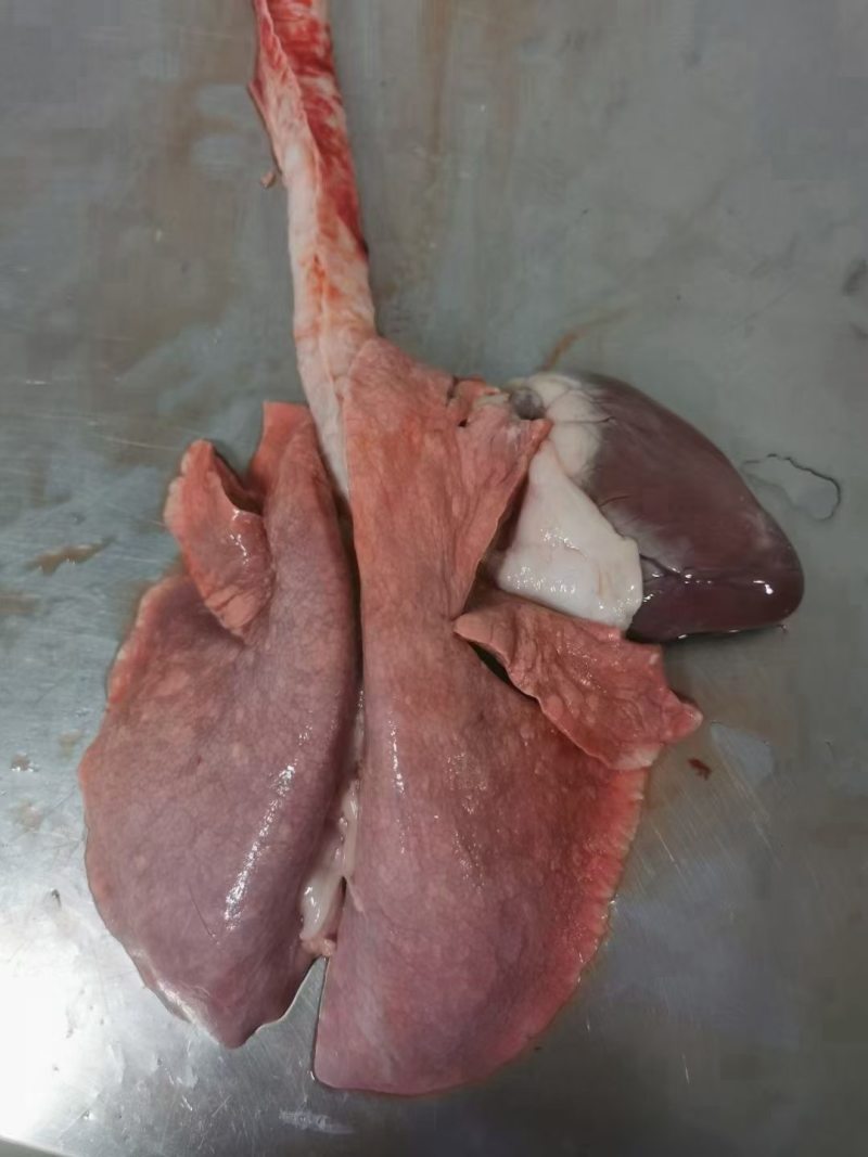 羔羊心肺