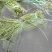 推荐精品豆角青白条豆角货源充足价格实惠欢迎联系