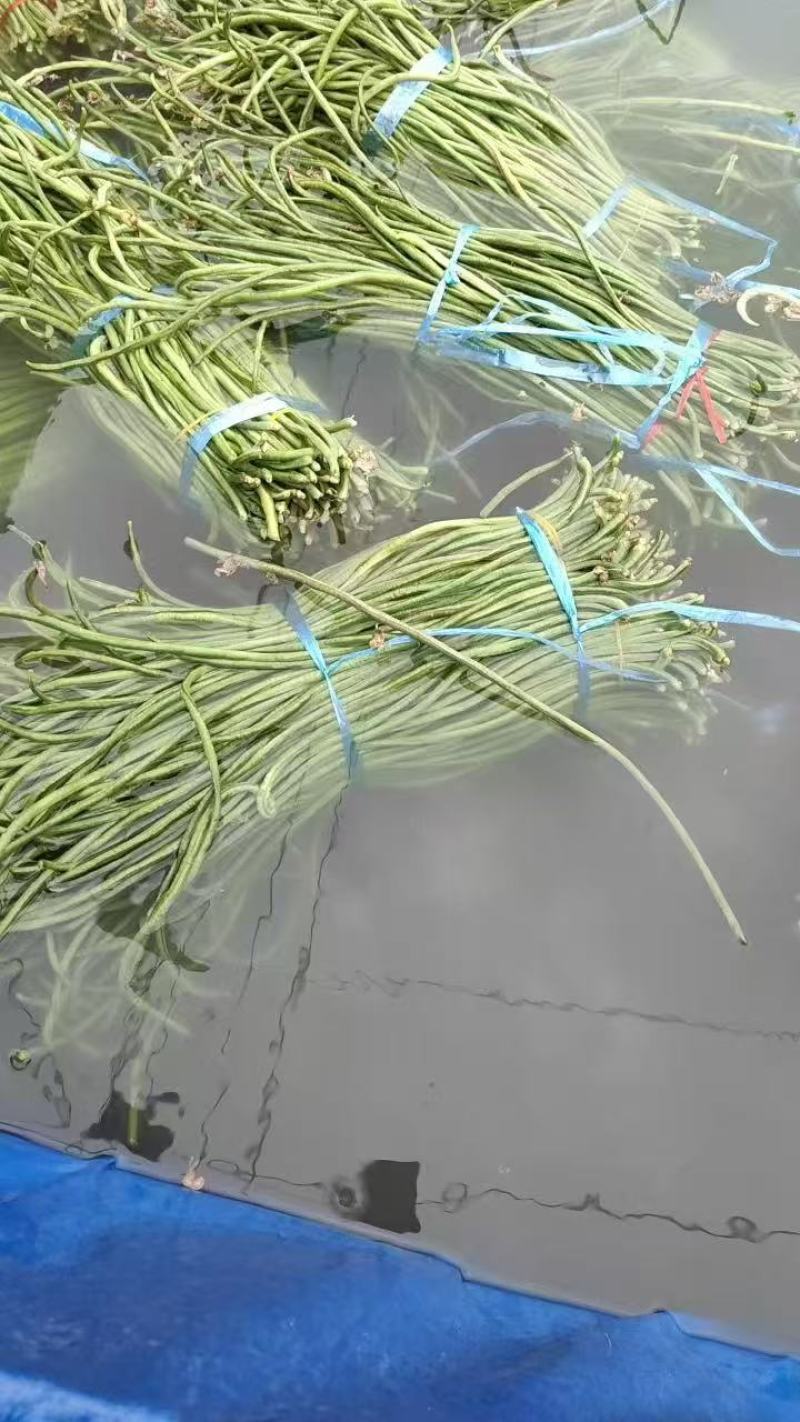 推荐精品豆角青白条豆角货源充足价格实惠欢迎联系