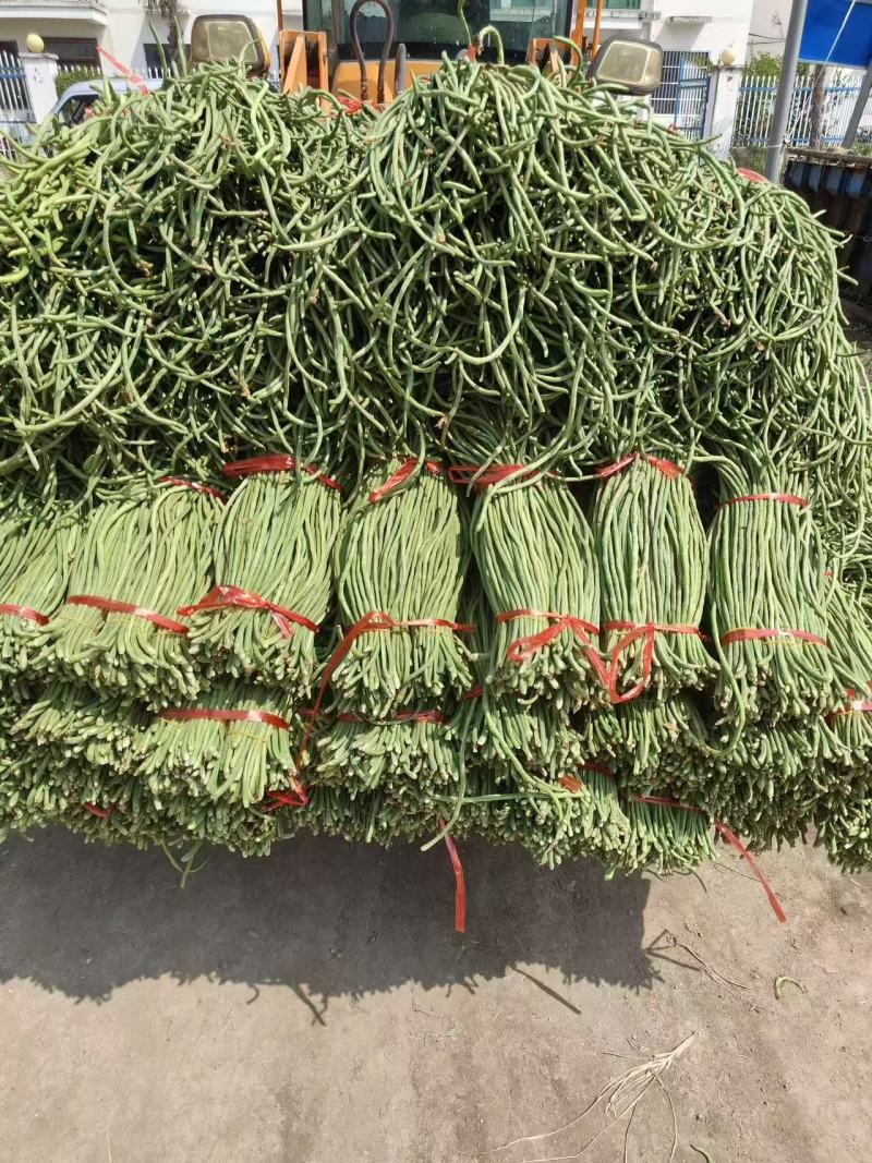 推荐精品豆角青白条豆角货源充足价格实惠欢迎联系