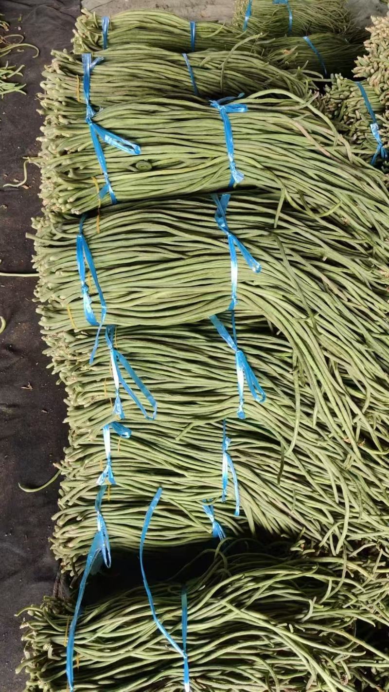 推荐精品豆角青白条豆角货源充足价格实惠欢迎联系