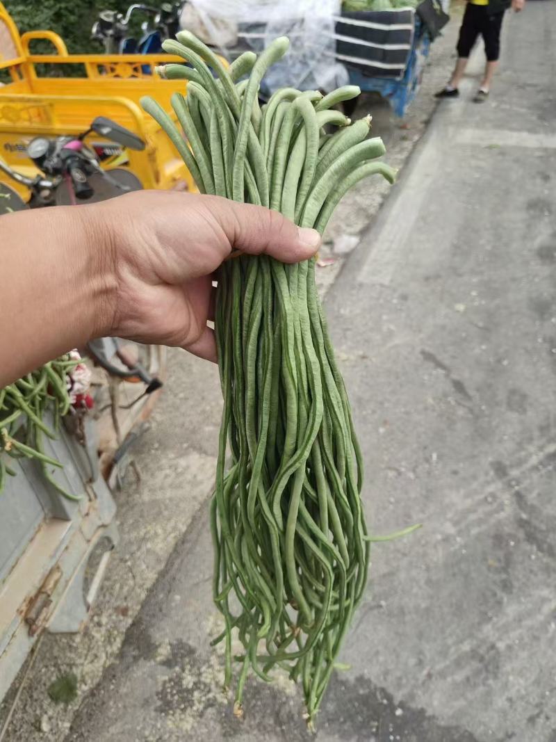 实力推荐青条豆角长豆角价格实惠产地直供欢迎联系