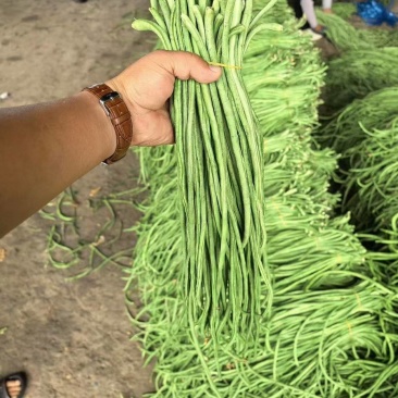 实力推荐青条豆角长豆角价格实惠产地直供欢迎联系