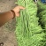 实力推荐青条豆角长豆角价格实惠产地直供欢迎联系