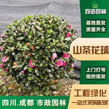 山茶花球树苗四川园林庭院别墅工程绿化耐阴四季开花盆栽花镜