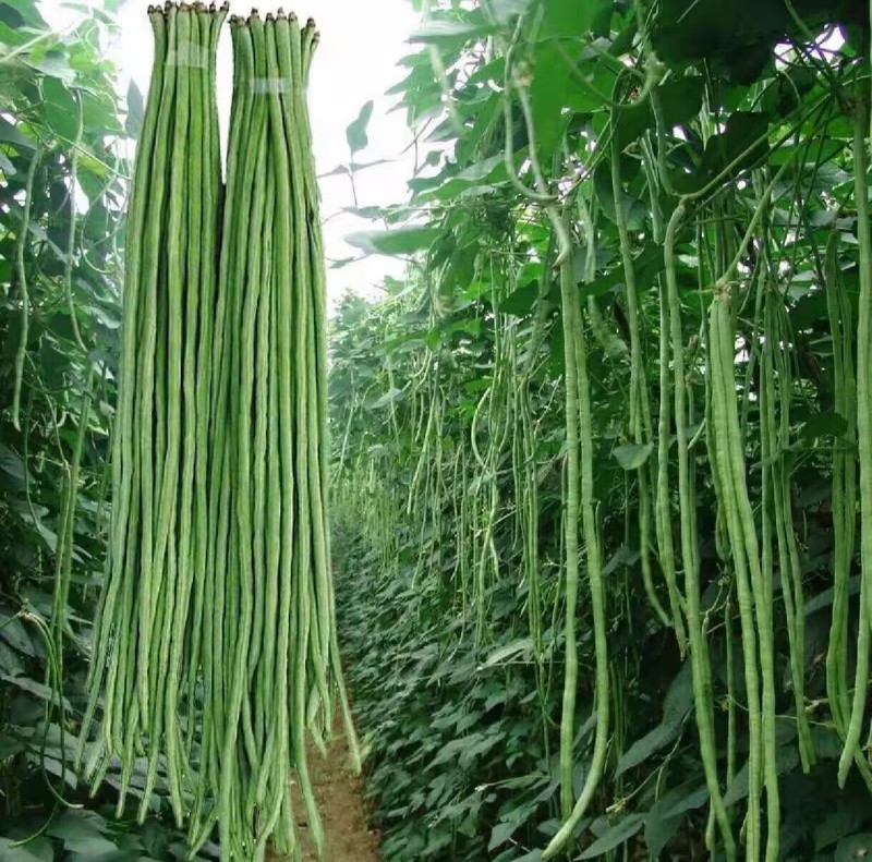天门青长豆角供应市场电商工厂，可预冷发货