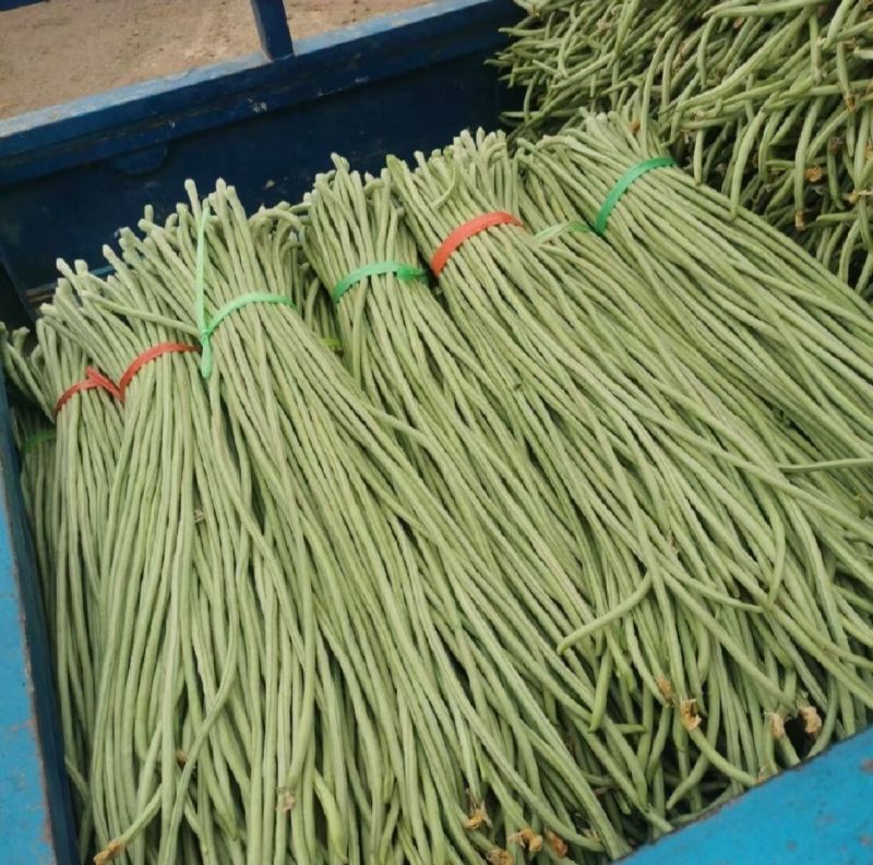 天门青长豆角供应市场电商工厂，可预冷发货