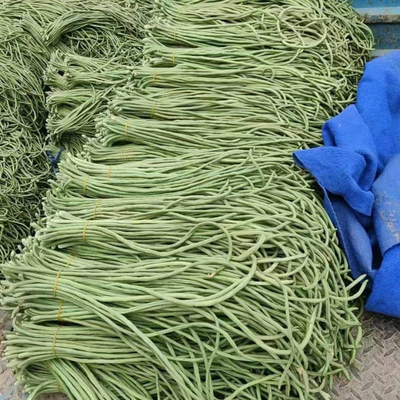 青白条豆角大量有货，要货的老板可视频看货，腌制，烘干都有