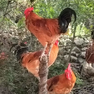 万源走地鸡