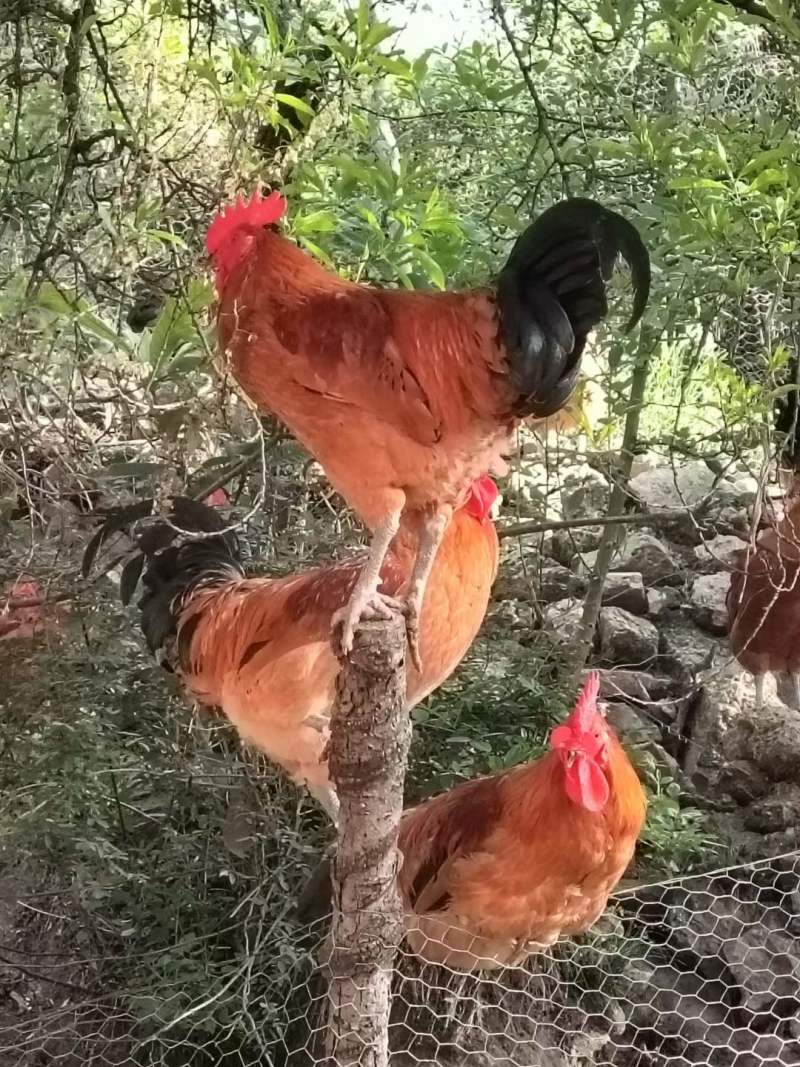 万源走地鸡