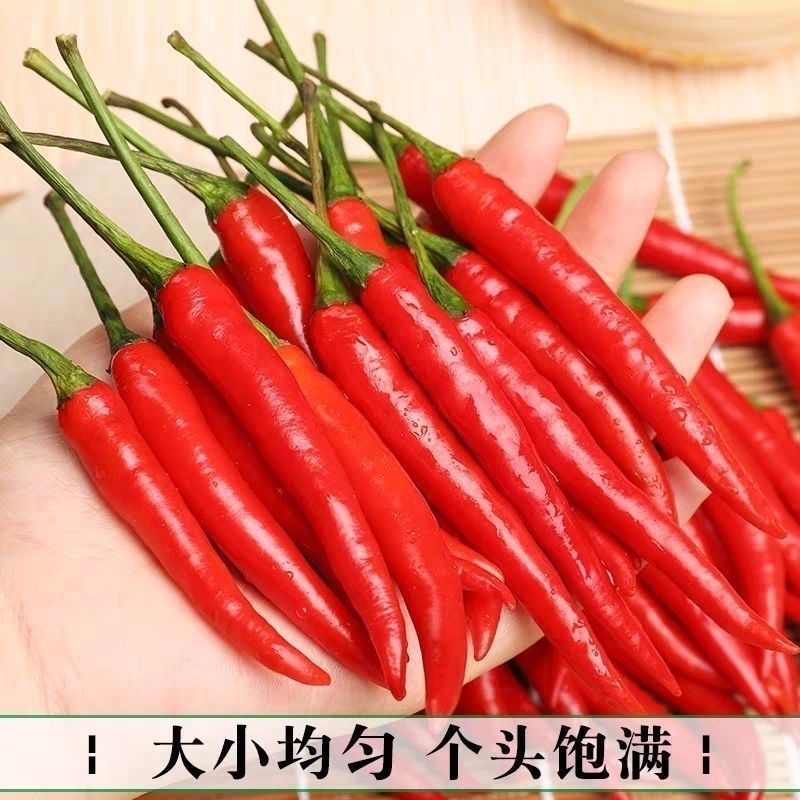 精品，小米红尖椒，今日特价，质量好，品质有保障，需要的联