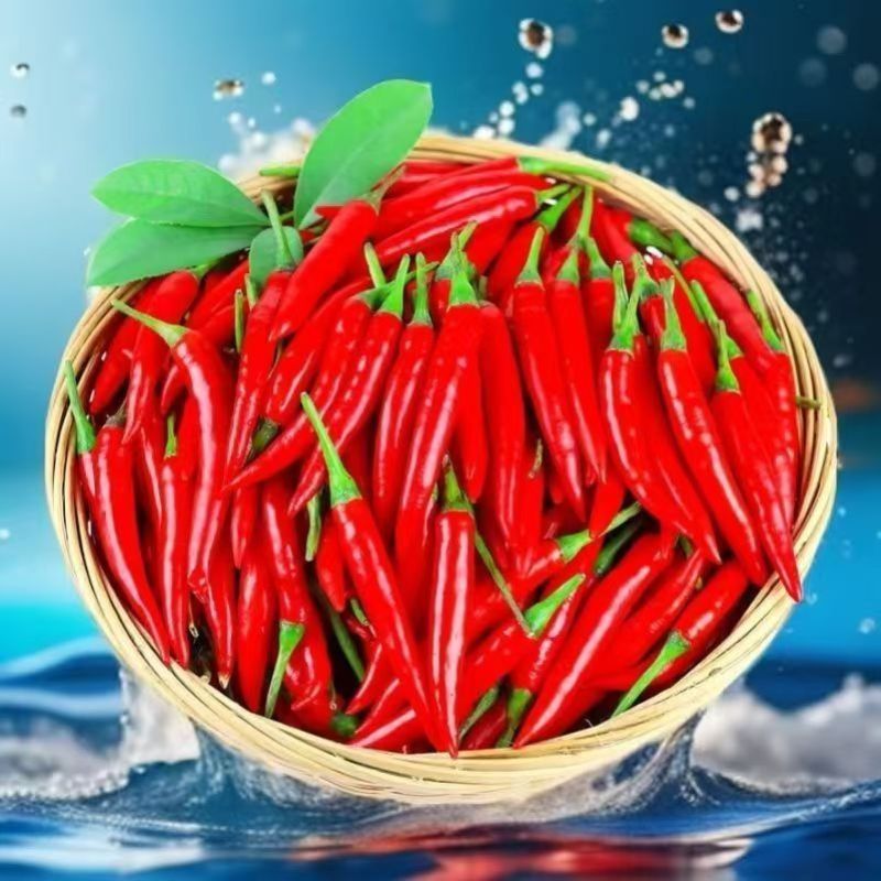 精品，小米红尖椒，今日特价，质量好，品质有保障，需要的联
