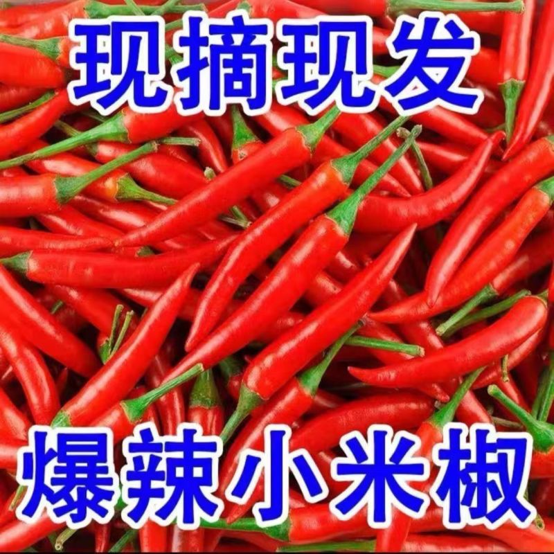 精品，小米红尖椒，今日特价，质量好，品质有保障，需要的联