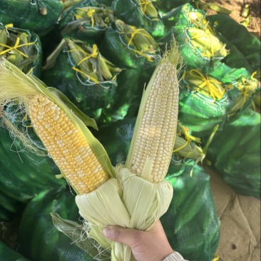 水果玉米🌽2020、902玉米、黄白粒玉米🌽产地直发