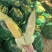 水果玉米🌽2020、902玉米、黄白粒玉米🌽产地直发