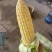水果玉米🌽2020、902玉米、黄白粒玉米🌽产地直发